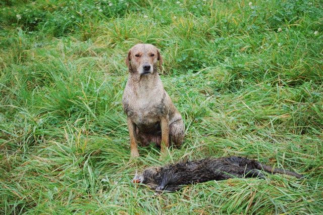 Så kan det gå när man skickar hunden på eftersök på en andjakt Så kan det gå när man skickar hunden på eftersök på en andjakt