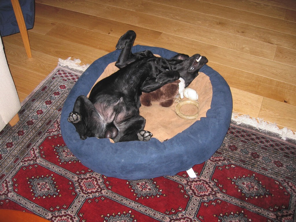 Hälsning från Murphy!