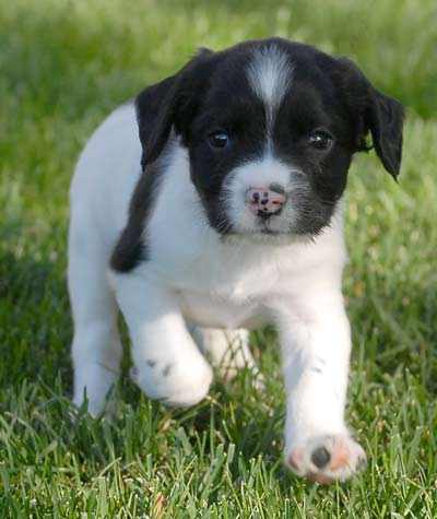 Vår ny spaniel – lilla Skye!