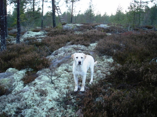 Gott Nytt År från Tina och Dante! Gott Nytt År från Tina och Dante!