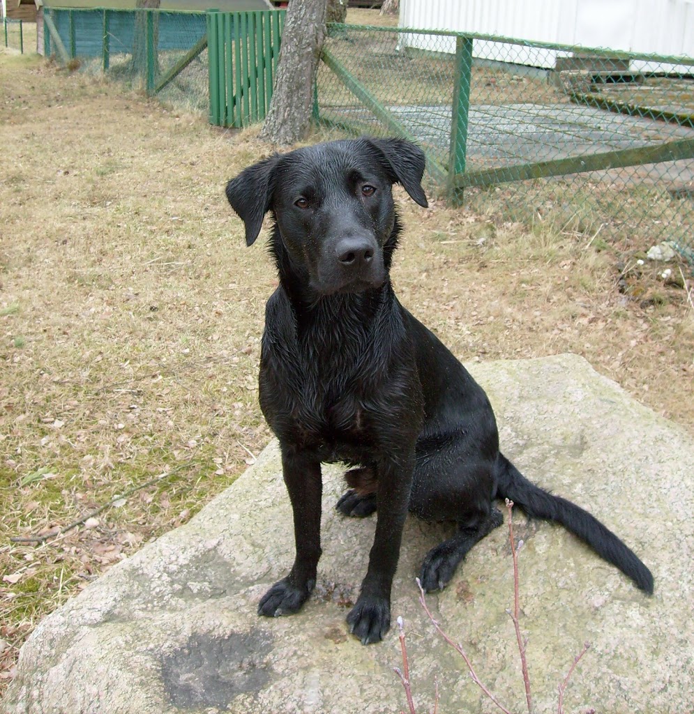 Hector-sonen Wille, Meadowlark Devil Hector-sonen Wille, Meadowlark Devil
