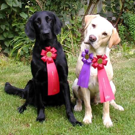 GRATTIS Anna-Lena och Dipper!