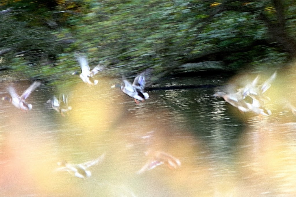 Nygammal bild… ett andflog på Ampton Shoot