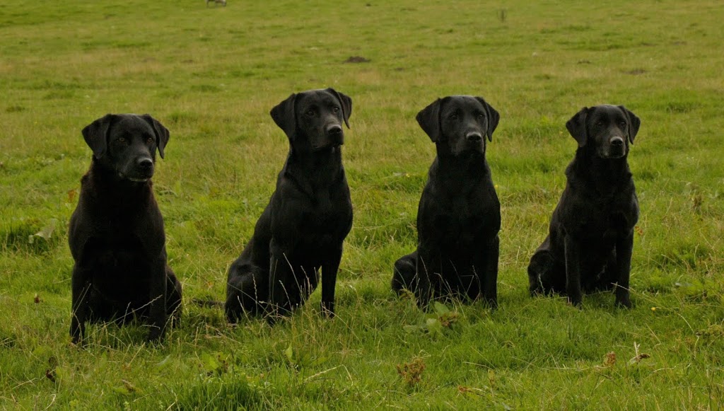 Guss, Tar , Red och Ruby – familjefoto
