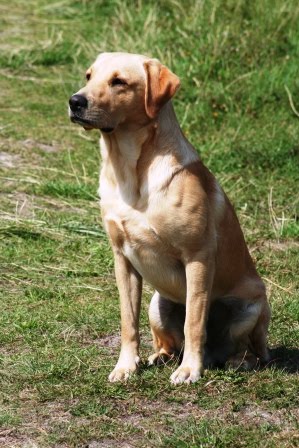 Fina Timber Meadowlark Final Retrieve Fina Timber Meadowlark Final Retrieve