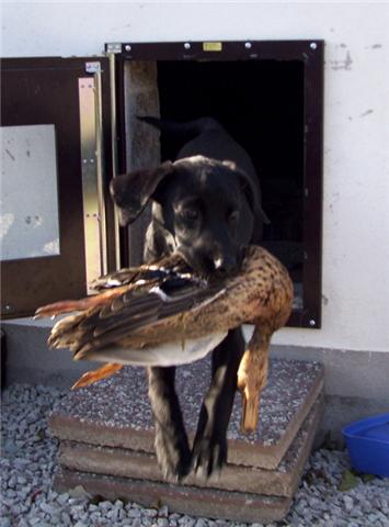 Gotlands-rapport från Nisse, Meadowlark Pwyll Gotlands-rapport från Nisse, Meadowlark Pwyll