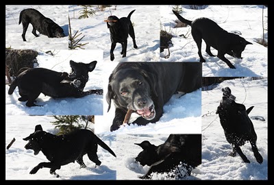 Collage på en busig tio-åring!