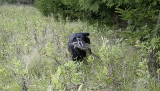 badger badger