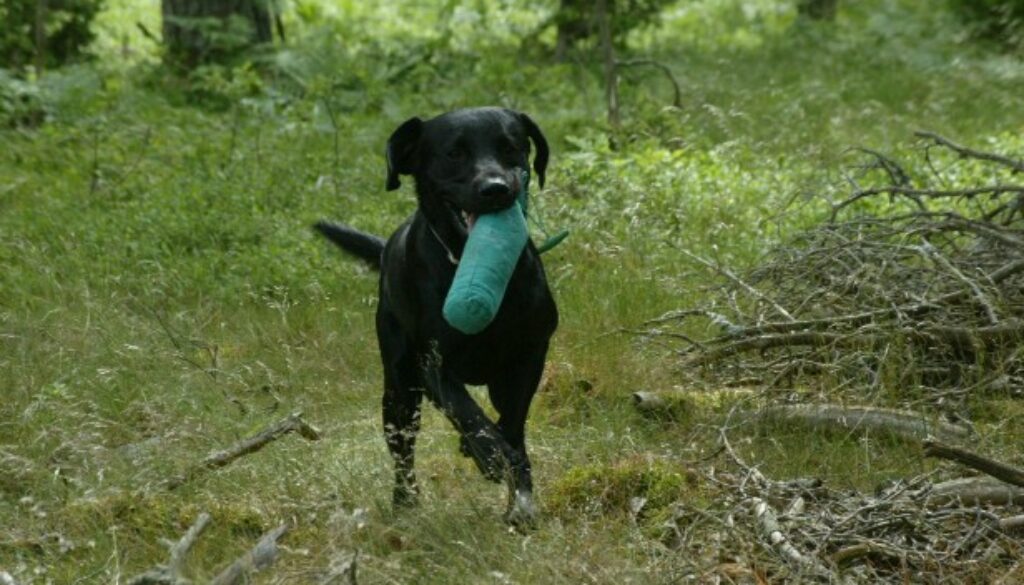 hund