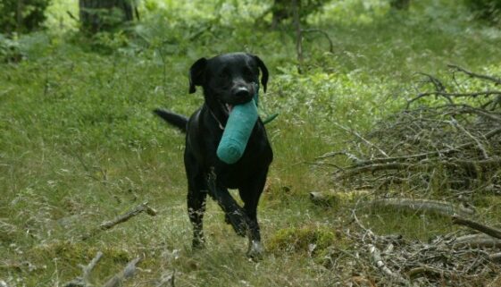 hund hund
