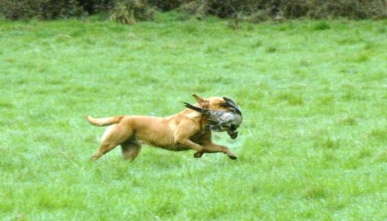 speed speed