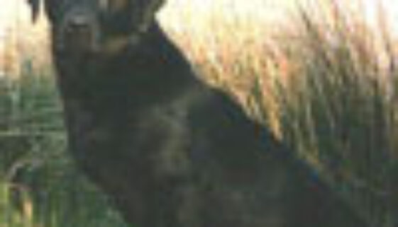 LakedownSedge_mini