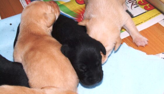 babies babies