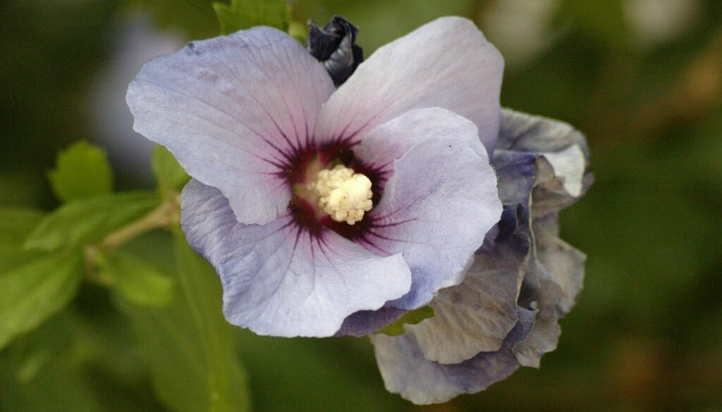 blomma