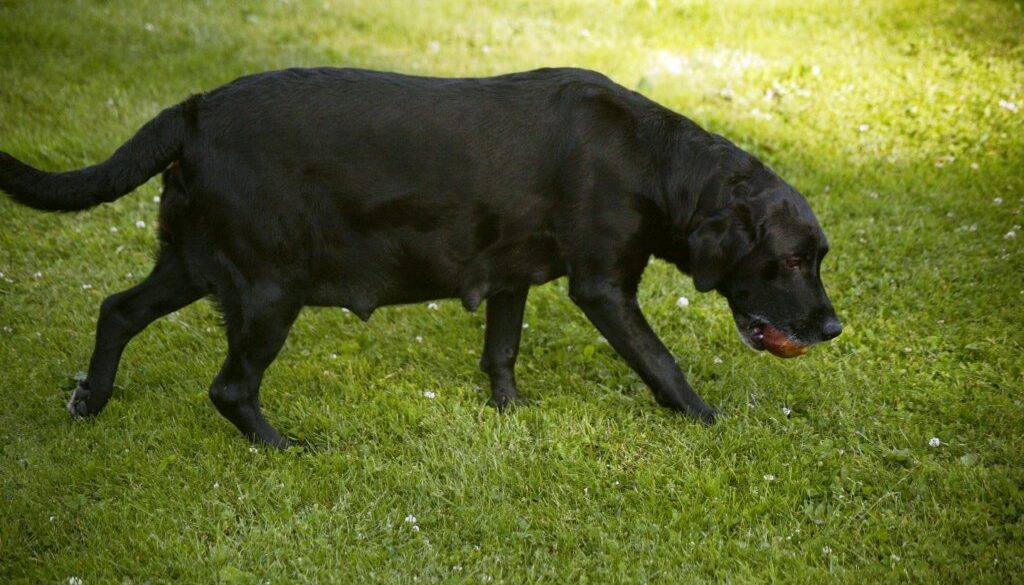 magen