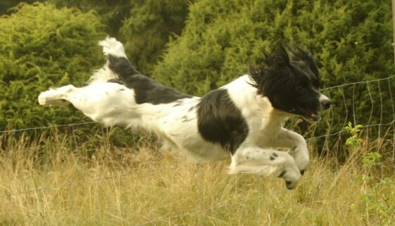 skye1