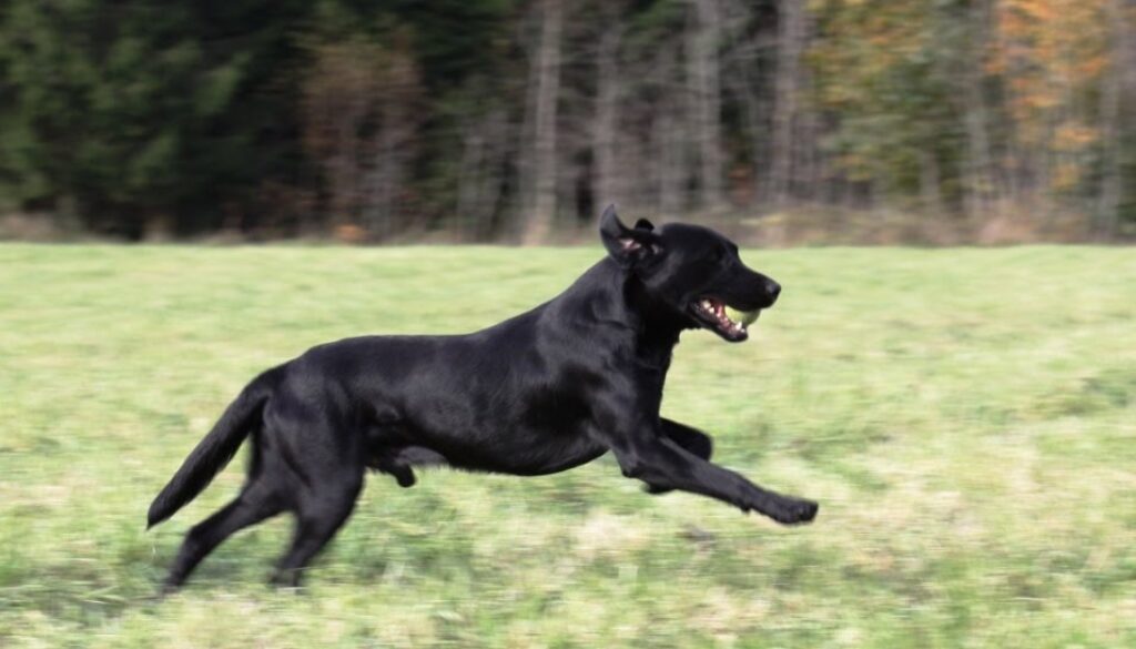 tar