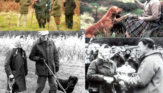 Labradoren dess historia och exteriör – något som intresserar mig mycket